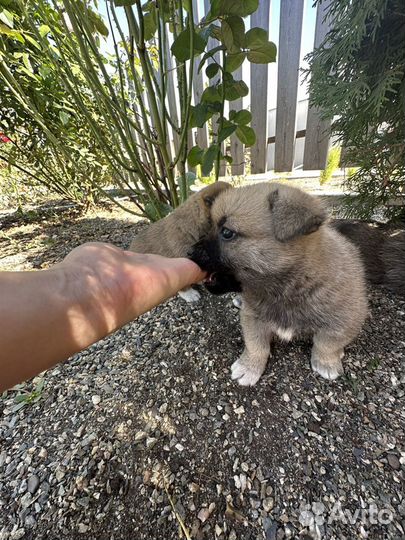 Щенок в добрые руки маленькой собаки