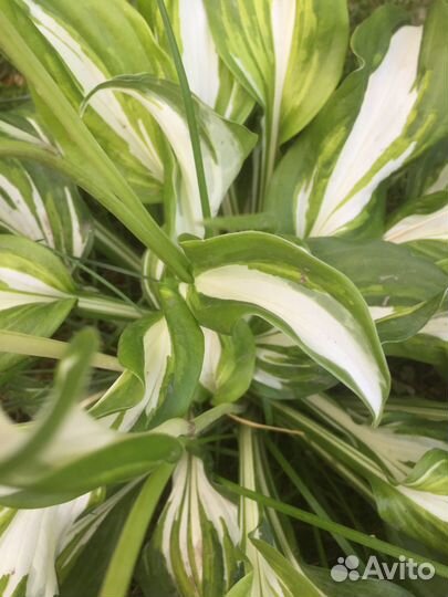 Коллекционные хосты И Пальма драцена