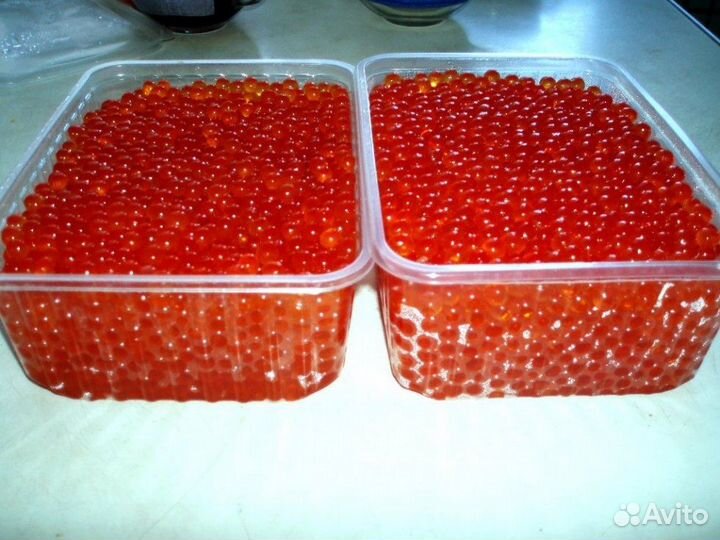 Красная икра осень 2023 Ульчский район