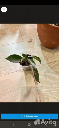 Фикус микрокарпа