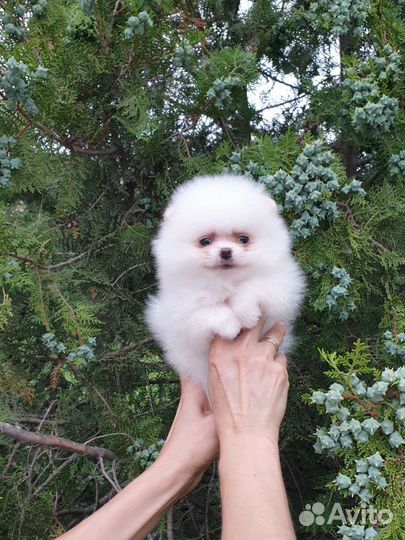 Померанский шпиц мини белый