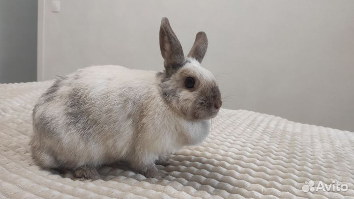 Декоративный кролик с клеткой