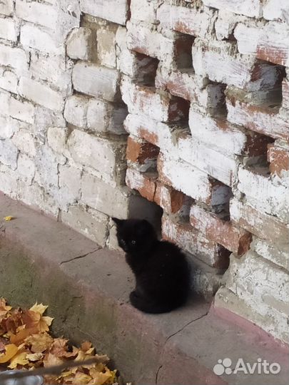 Котята ищут дом