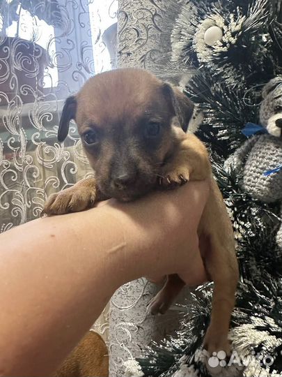 Той-терьер щенки