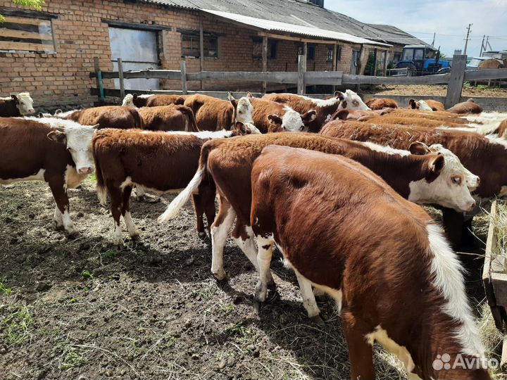 Быки телки от 6 месяцев Герефорды
