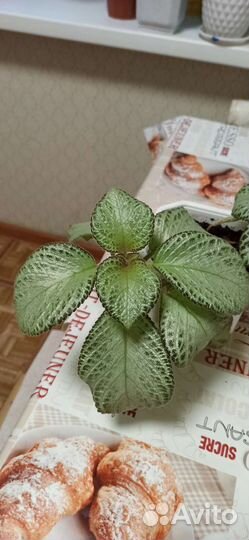 Продам цветы комнатные