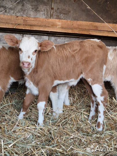 Коровы и телки