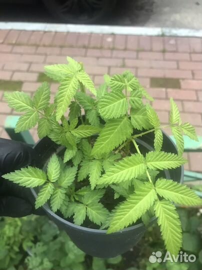 Тибетская малина