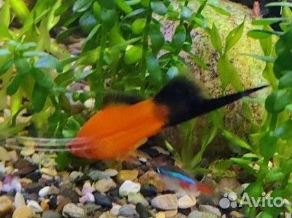 Самец меченосец