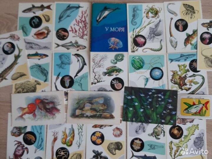 Открытки Мир птиц и рыб и животных