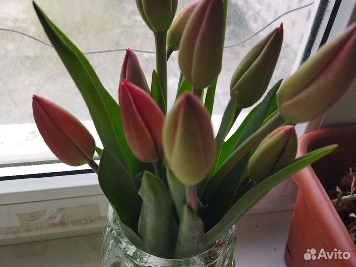 Тюльпаны