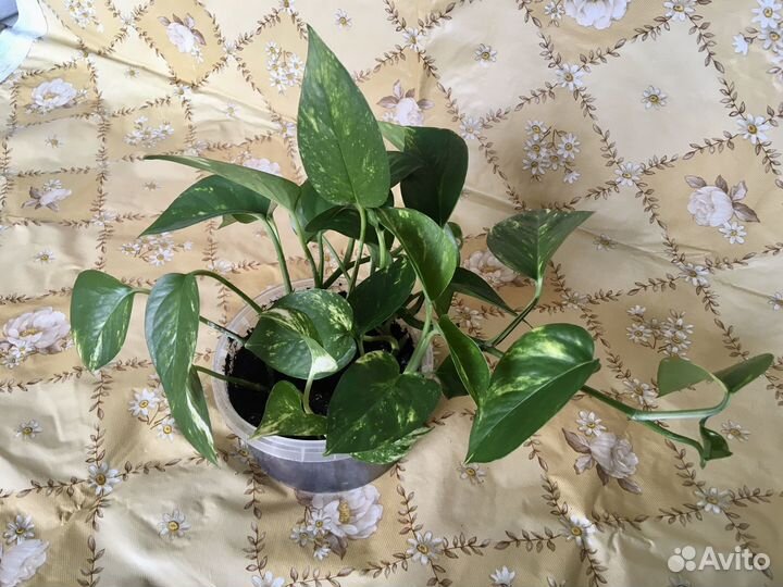 Хлорофитум, хойя и др домашние цветы