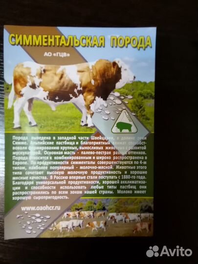 Искусственное осеменение коров