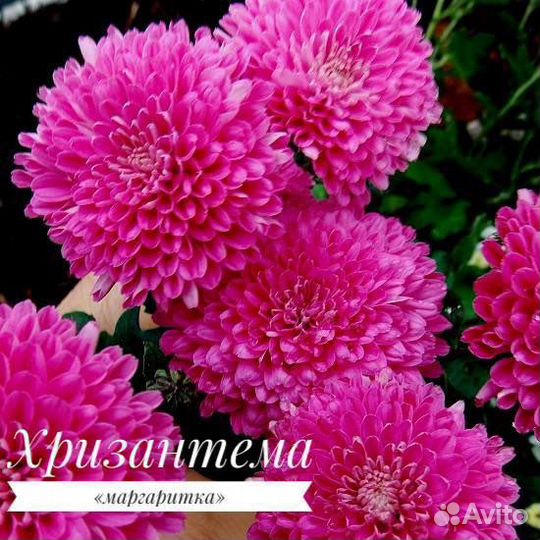 Хризантема