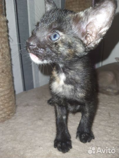 Ориентальные котята