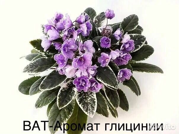 Фиалки сортовые (трейлеры)