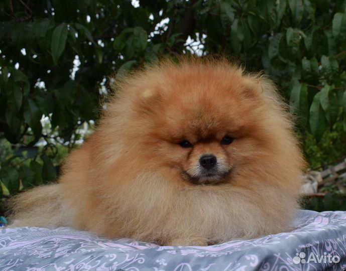 Вязка. Померанский шпиц РКФ