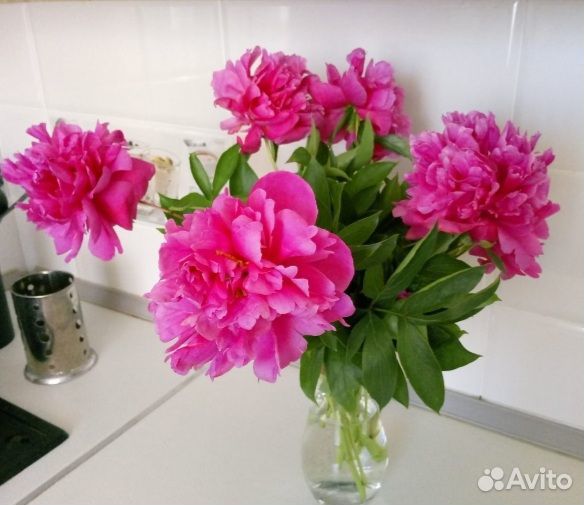 Пион малиновый