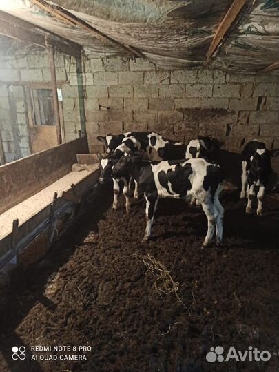 Телята бычки халмагоры три месяц