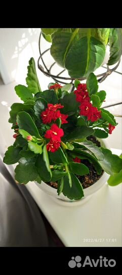 Каланхоэ цветущий