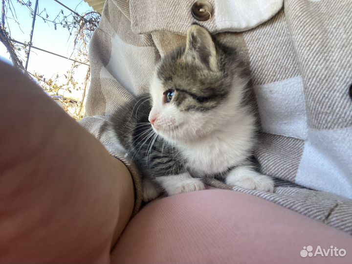 Котик бесплатно