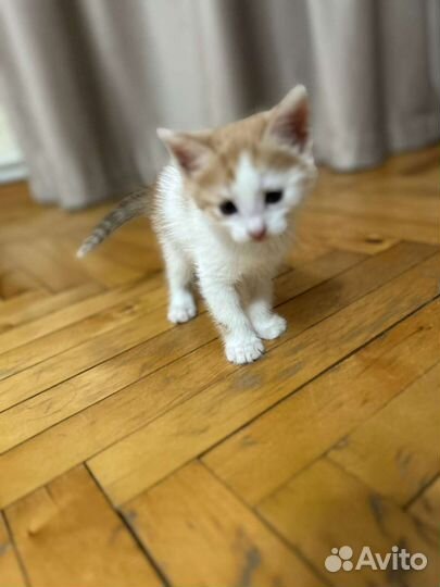 Кошка в дар