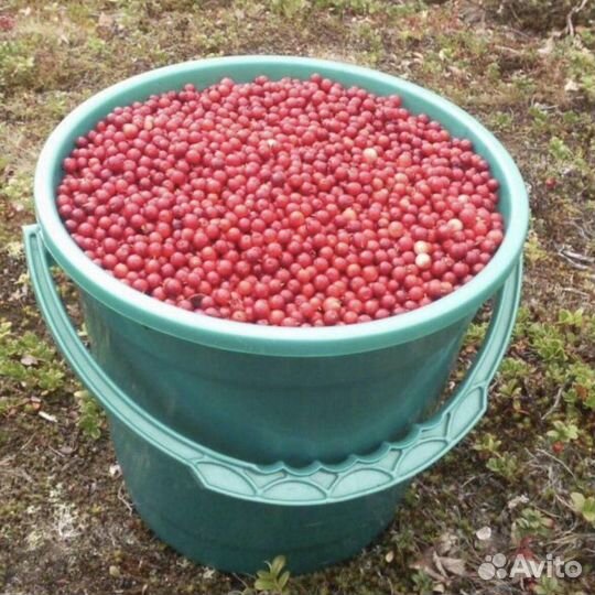 Брусника (ягода свежая) Перебранная