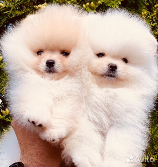 Щенки шпица