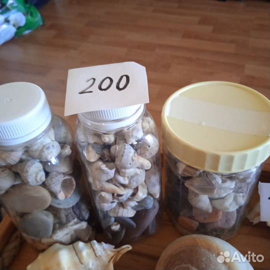 Морские раковины разные