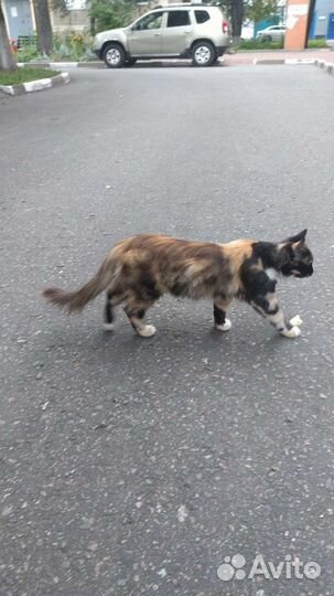 Красивучие бездомыши