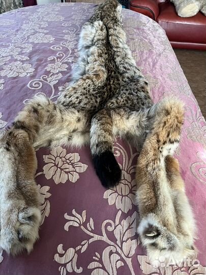 Шкура рыси отлично выделанная