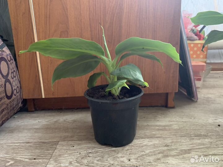 Карликовый банан