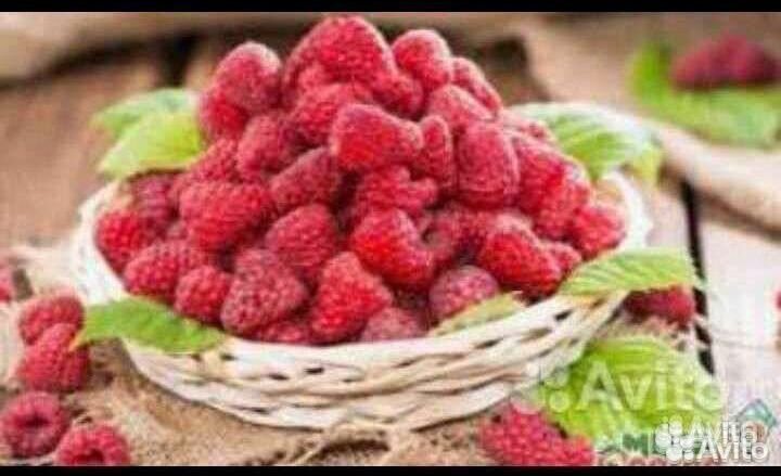 Малиновое дерево