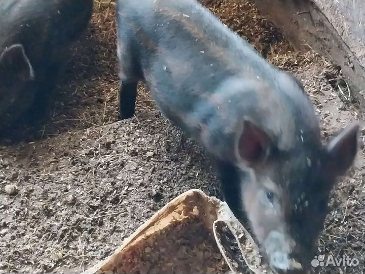 Поросята мангалица