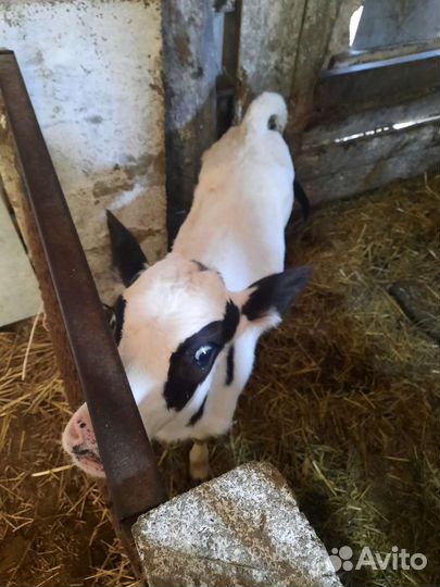 Телочки голштинки