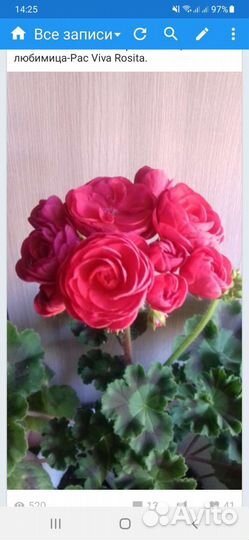 Пеларгонии сортовые