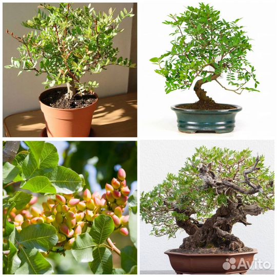 Семена Фисташки для бонсай