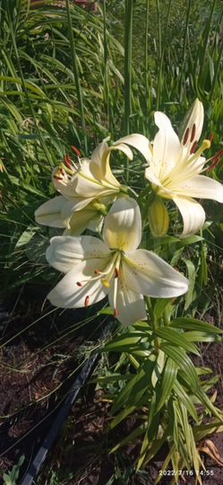 Дача 20 м² на участке 4,6 сот.