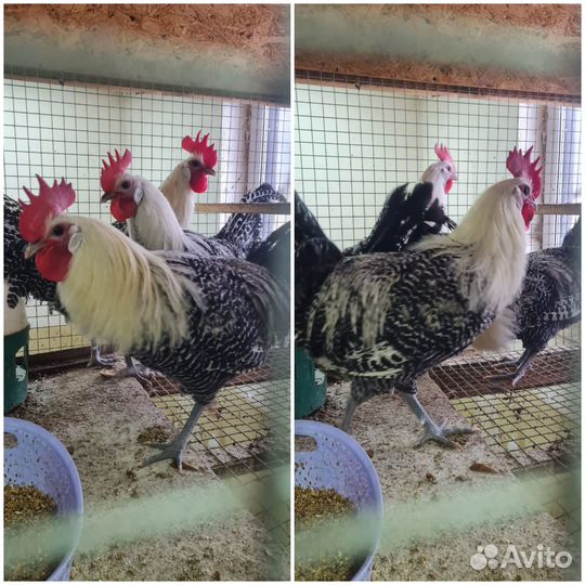 Молодые петухи