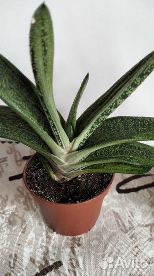 Комнатные цветы Суккулент Гастерия Дювал