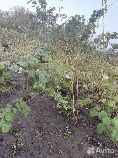 Саженцы Малины Пшехиба