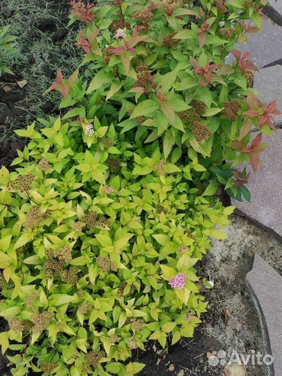 Пион травянистый, многолетники