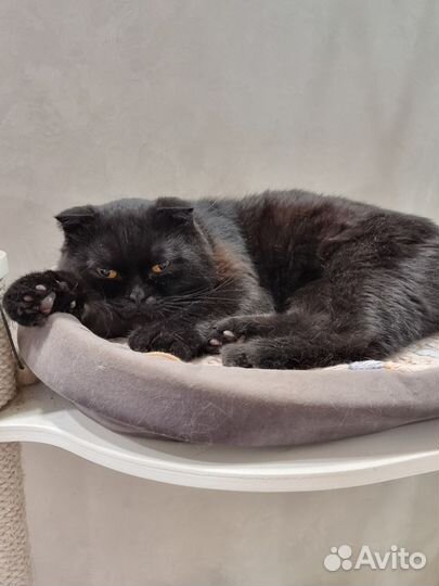 Отдам кота в добрые руки