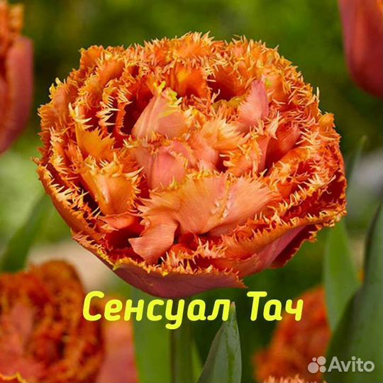 Чудо-тюльпаны