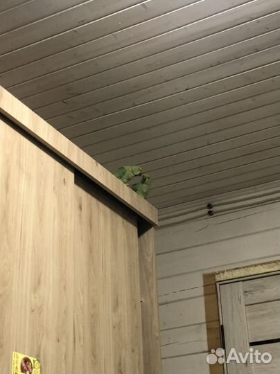 Попугай Ожереловый