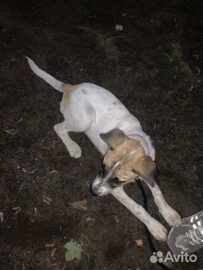 Нашла собаку