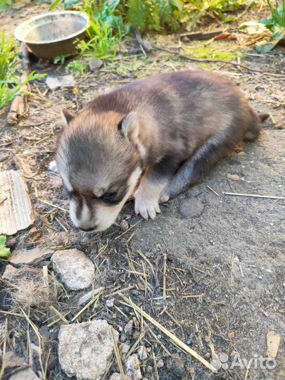 Щенки хаски