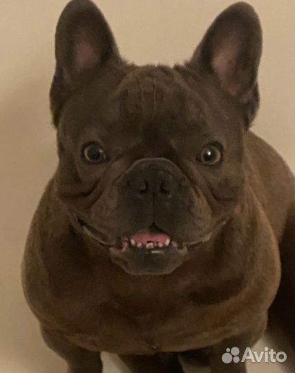 Вязка голубого французского бульдога