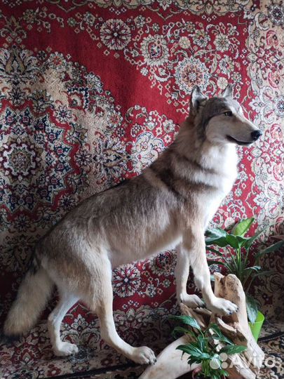 Выделка шкур, таксидермия и пошив меховых изделий