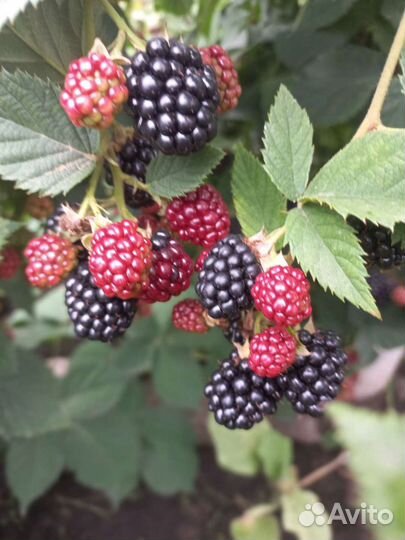 Саженцы малины, ежевики,смородины